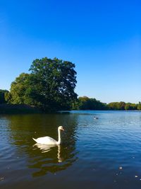 Swan swimming in lake against clear blue sky