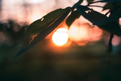 Close-up of hand against orange sky during sunset