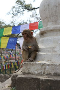Monkey eating in nepalese temple. 