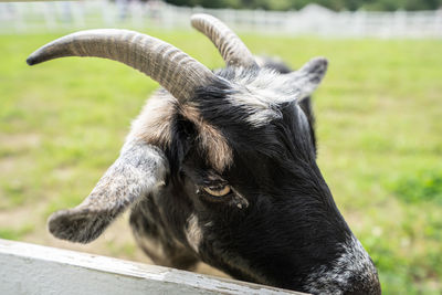 Close-up of goat