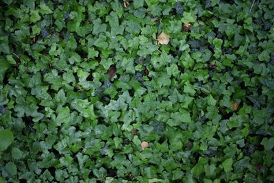 Full frame shot of plants