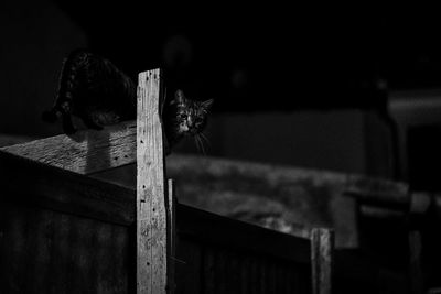 Close-up of a cat