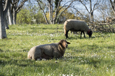 Sheep in a field