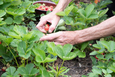 Man picks strawberries in his palm, a summer harvest of berries, fruit picking,