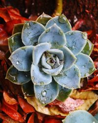 Close-up of raindrops on succulent plant