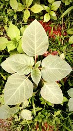 Leaves on leaf