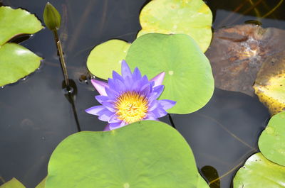 High angle view of lotus water lily in pond