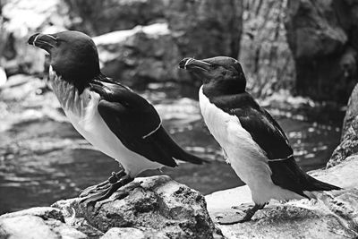 Bird perching on rock