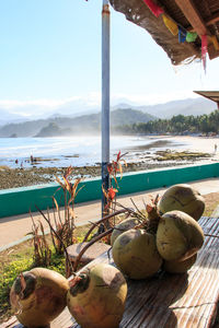 Close-up of fruits hanging on beach against sky