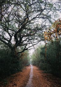 Road amidst trees in forest during autumn