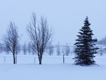 Bare trees on snow covered field