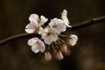 Close-up of white apple blossoms in spring