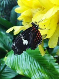 Close-up of butterfly pollinating on yellow flower