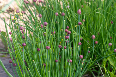 Close-up of flowering plants on field