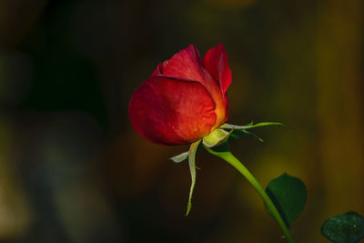 Close-up of red rose