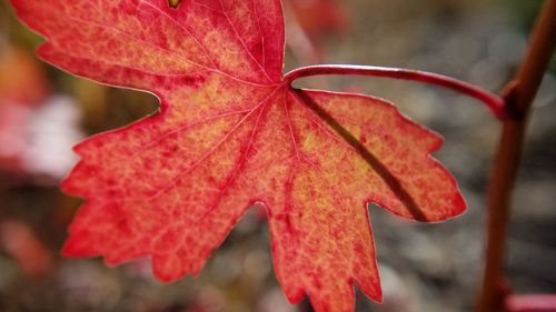 Close-up of red maple leaf