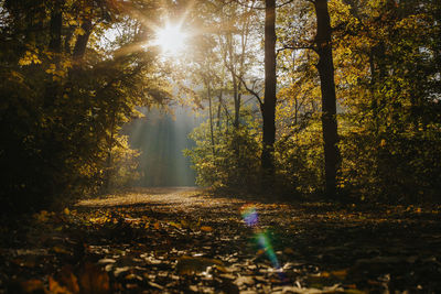 Sunlight streaming through trees in forest during autumn