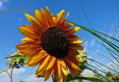 Close-up of sunflower blooming against sky