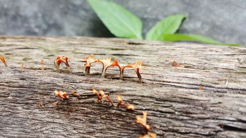 Fungus on weathered wood