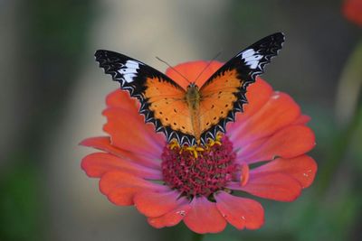 Close-up of butterfly pollinating on flower