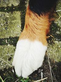 Close-up of a dog