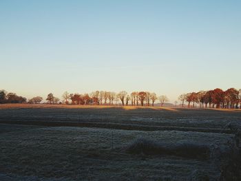 Trees on field against clear sky during winter