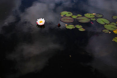 Leaves floating on water