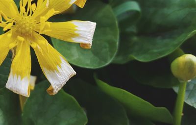 Close-up of yellow flower