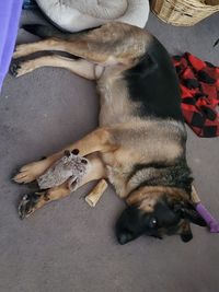 High angle view of puppy sleeping