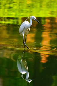 Bird on a lake