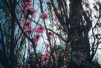 Low angle view of cherry blossoms against sky