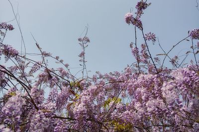 Low angle view of pink flowers