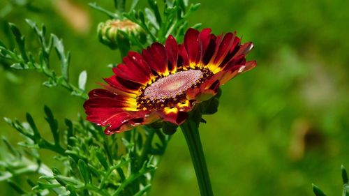 Close-up of insect on red flower