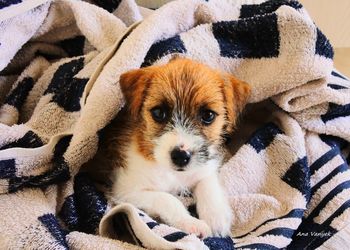 Close-up portrait of puppy