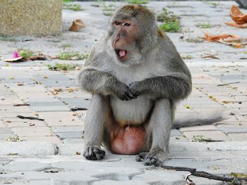 Close-up of monkey sitting on ground