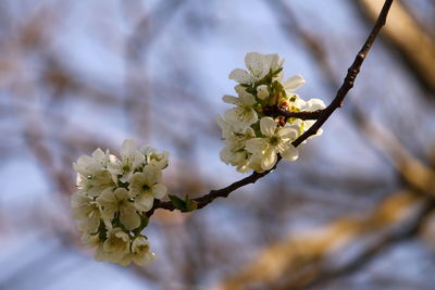 Close-up of flowers on branch