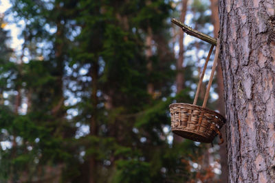 Close-up of wicker basket on tree