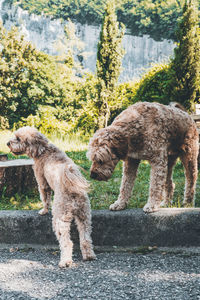 View of two dogs standing against trees