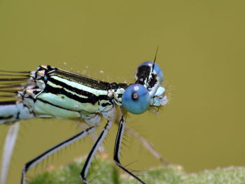 Close-up of damselfly on leaf