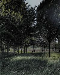 Trees on field in forest