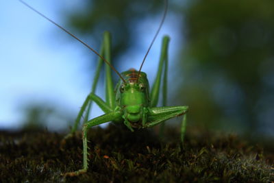 Close-up of insect on grass