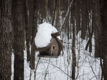 Snow covered land and trees in forest