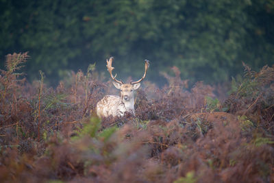 Deer in a field