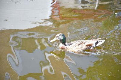 Duck swimming in a lake