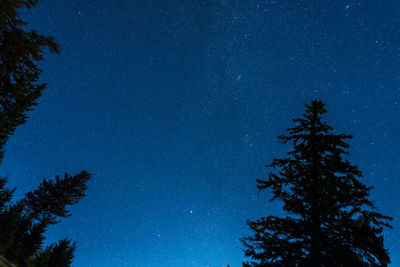 Low angle view of silhouette tree against star field at night