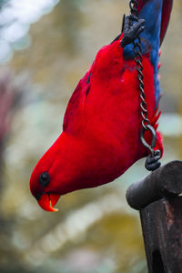 Close-up of bird perching on red water