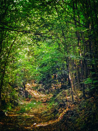 Trees in forest