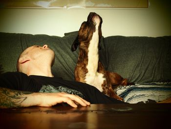 View of dog relaxing on bed