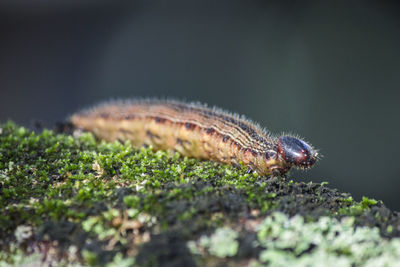 Close-up of insect on leaf