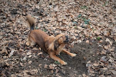 Dog playing in a field